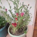 Malephora crocea Flower