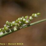 Airopsis tenella Fruit