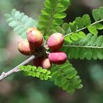 Haplocoelum foliolosum Fruit