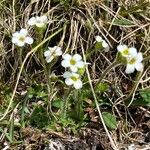 Saxifraga androsacea List