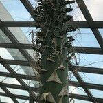 Agave guiengola Hábito