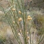 Retama sphaerocarpa Fruit