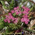Mutellina adonidifolia 花