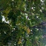 Ailanthus altissima Leaf