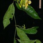 Odontadenia macrantha Máis