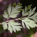 Corydalis flavula Leaf