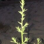 Salsola tragus Blad