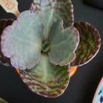 Kalanchoe humilisLehti