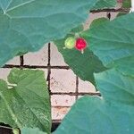 Melothria scabra Fruit