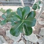 Adenium obesum Blad