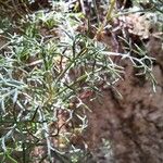 Artemisia alba Folla