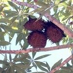 Sterculia murex Fruit