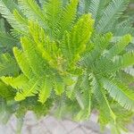 Acacia dealbataBlatt