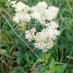 Filipendula ulmariaFlower