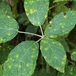 Rubus questieri Blad