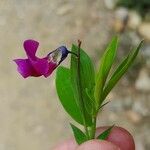 Lathyrus linifolius Flor