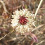 Trifolium ciliolatum Owoc