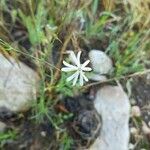 Silene portensis Λουλούδι