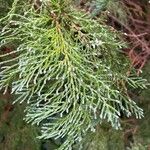 Chamaecyparis lawsoniana Folla