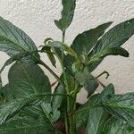 Solanum muricatum Folha