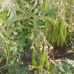 Clianthus puniceus Fruto