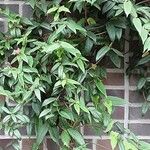 Lonicera acuminata Облик