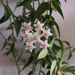 Hoya lanceolata Flor