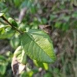 Chaenomeles japonica Leaf