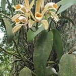 Cattleya forbesii Flor