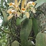 Cattleya forbesii പുഷ്പം