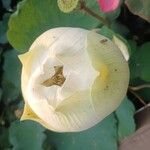 Nelumbo nucifera Цветок