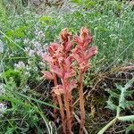 Orobanche alba 花