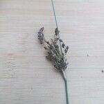 Juncus inflexus Blomst