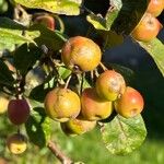 Malus sylvestris Fruit