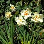 Narcissus tazetta Blomst