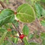 Shepherdia canadensis Ffrwyth