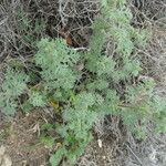 Teucrium botrys Other