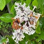 Syringa pubescens Blomma