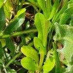 Valeriana eriocarpa Leaf