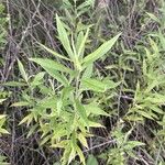 Solidago altissima পাতা