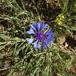 Centaurea cyanus Pokrój