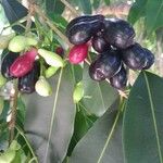 Syzygium cumini Frucht