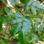 Myroxylon balsamum Leaf