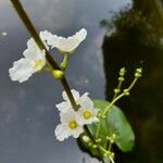 Echinodorus cordifolius Blomst