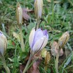 Crocus imperati Хабит
