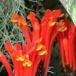 Scutellaria costaricana 花