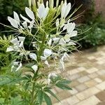 Cleome speciosa Liść