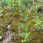 Senecio sylvaticus Habit