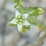 Thesium humifusum Flower
