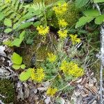 Petrosedum rupestre Агульны выгляд